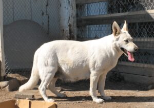 Are There Any Common Health Issues with White German Shepherds