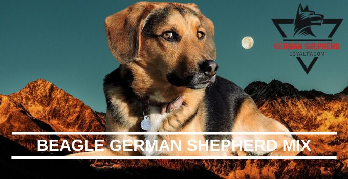 Beagle German Shepherd Mix: Beagle Breed Info Puppy Costs & Facts