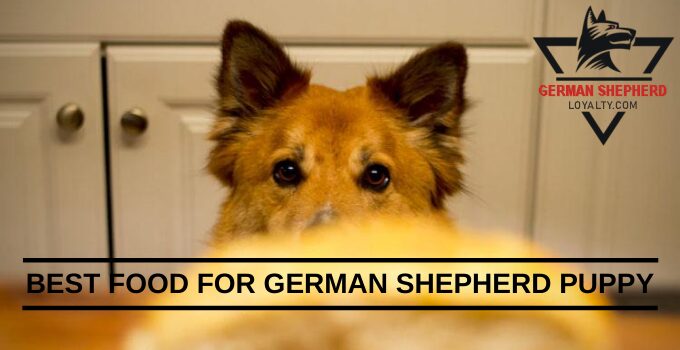 Best Food for German Shepherd Puppy