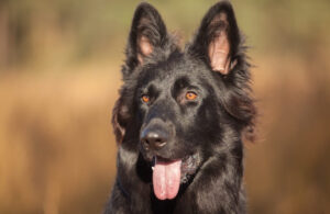 Black German Shepherd Appearance