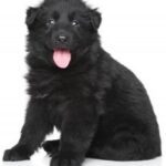 Black German Shepherd breeders