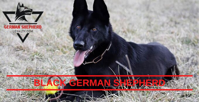 Black German Shepherd