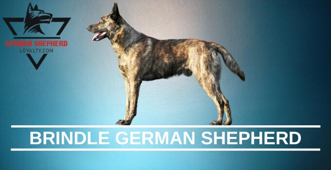 Brindle German Shepherd: a Rarity Coat Color for the GSD