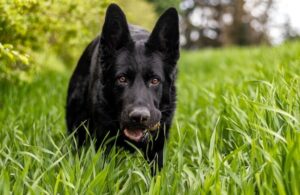 Caring for a German Shepherd Dog