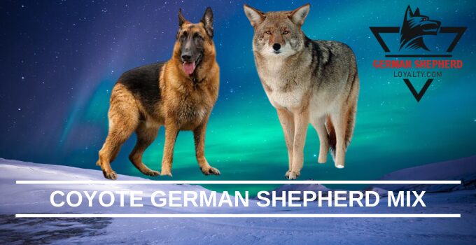 are coyotes related to german shepherds