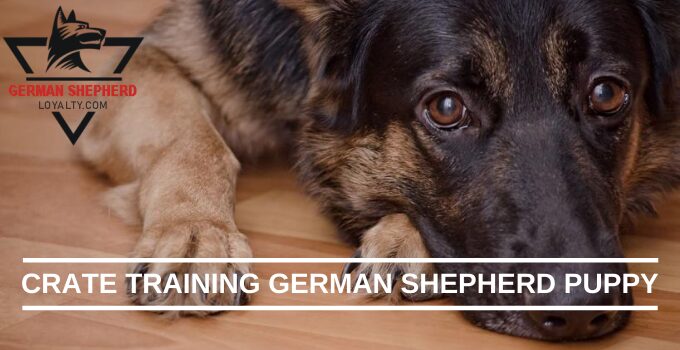 How to Crate Train a German Shepherd Puppy