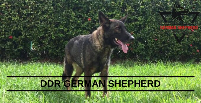 DDR German Shepherd: The Rare Protection Dogs