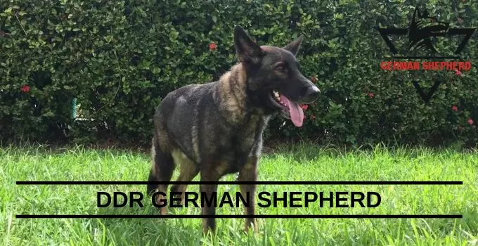 DDR German Shepherd