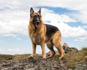 Feed a German Shepherd Puppy