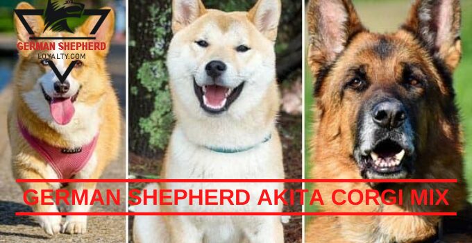 German Shepherd Akita Corgi Mix: Everything About Breed