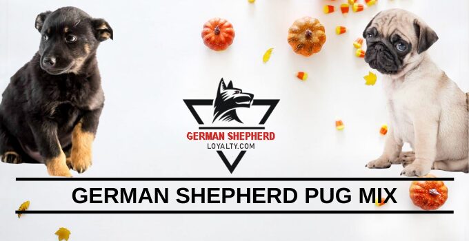 German Shepherd Pug MIX