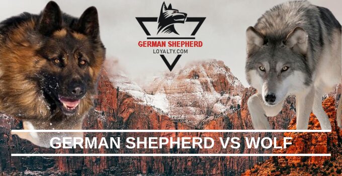 German Shepherd vs Wolf