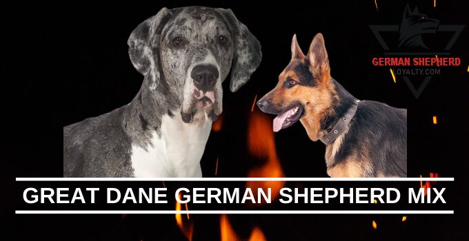 Great Dane German Shepherd Mix