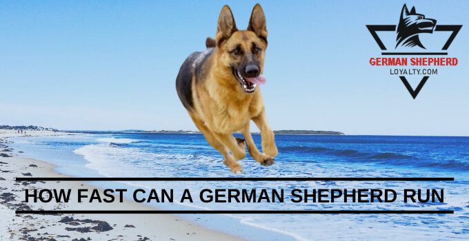 How Fast Can a German Shepherd Run