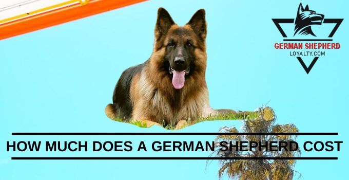 How Much Does A German Shepherd Cost