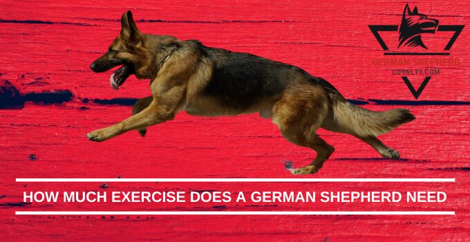 How Much Exercise Does a German Shepherd Need