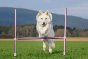 How Much Exercise Does a White German Shepherd Need