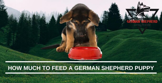 How Much to Feed a German Shepherd Puppy
