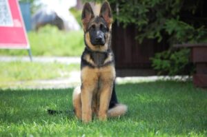 How much to feed a German Shepherd puppy per Day