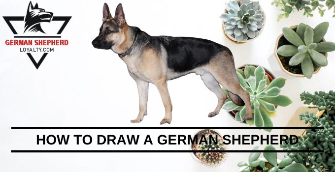 How to Draw a German Shepherd