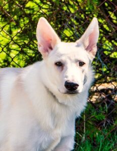 Temperament of the White German Shepherd