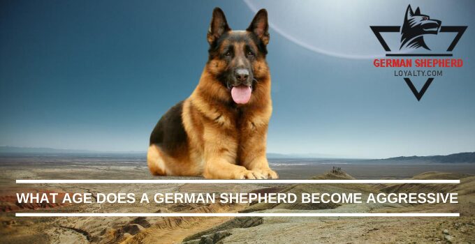 What Age Does a German Shepherd Become Aggressive