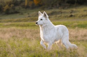 What does White German Shepherd look like