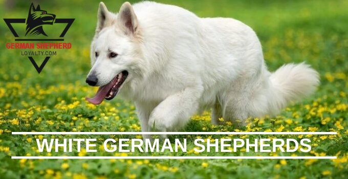 White German Shepherd