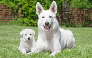 White German Shepherds Puppy