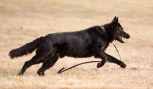 black german shepherd puppy