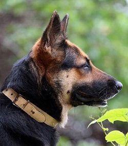 How Much Does A German Shepherd Cost and Price?