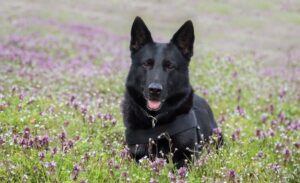 tan and black german shepherd