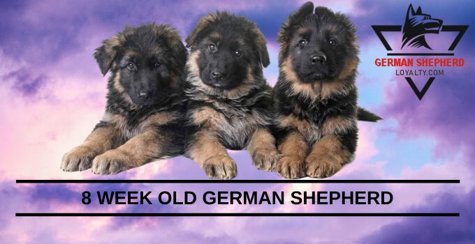 8 Week Old German Shepherd