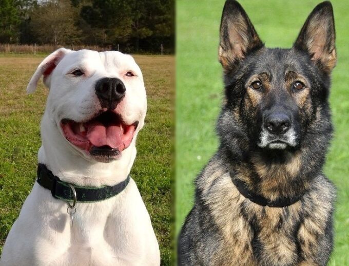 german shepherd x american bulldog