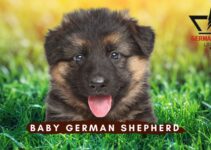 Baby German Shepherd: How Your Tiny Puppy Will Grow