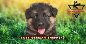 Baby German Shepherd