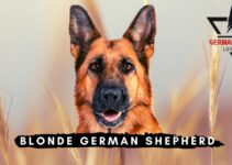 Blonde German Shepherd: Unusual Coat Color GSD
