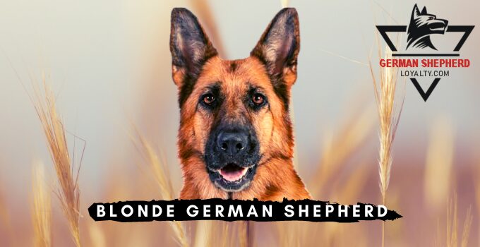 Blonde German Shepherd Unusual Coat Color Gsd German Shepherd