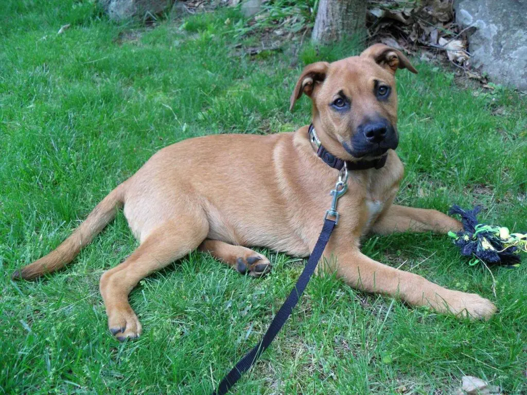 Bulldog Shepherd Mix