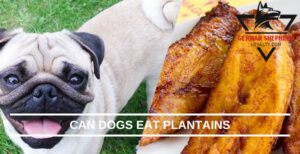 Can Dogs Eat Plantains