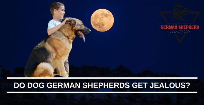 Do Dog German Shepherds Get Jealous?