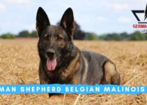 German Shepherd Belgian Malinois Mix: Dog Breed Information