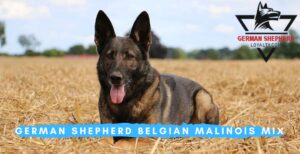German Shepherd Belgian Malinois Mix