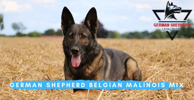 German Shepherd Belgian Malinois Mix: Dog Breed Information