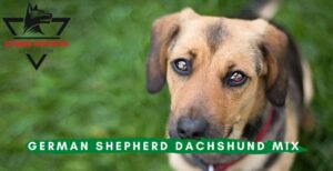 German Shepherd Dachshund Mix