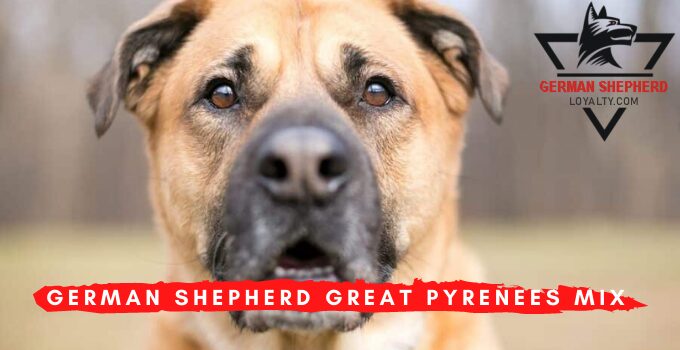 German Shepherd Great Pyrenees Mix: Shepnees Breed Info