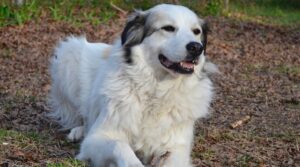 German Shepherd Pyrenees mix laying down