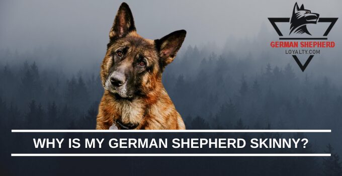 Why Is My German Shepherd Skinny?