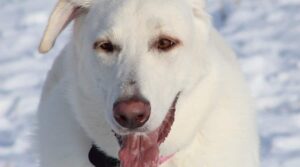 Great Pyrenees parent