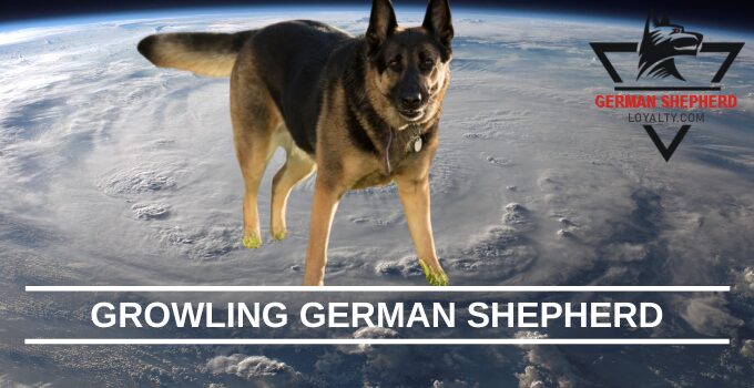 Growling German Shepherd